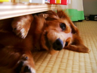 狭いところが好き