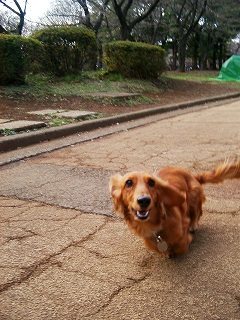 走るのだって早いんだっ！