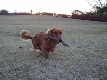 お気に入りの公園