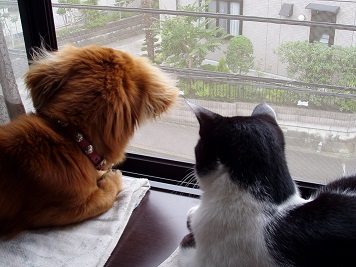 みいみと一緒に