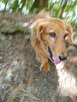 森の中は気持ちいっ♪