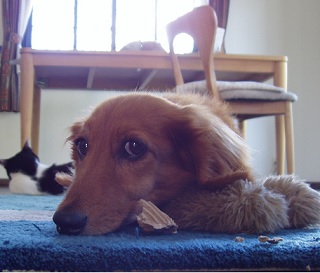 まめちゃんお得意のすまし顔