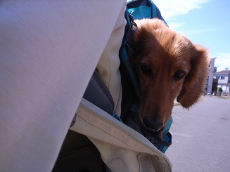 リュックの中で楽ちん